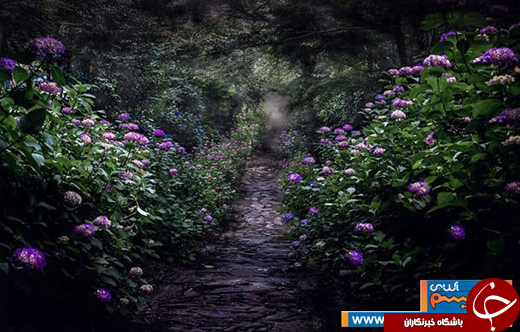 عکس/ ژاپن در یک روز بارانی یا یک نقاشی رویایی!