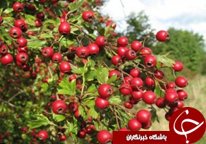 فکت گرافی میوه تابستانی زالزالک