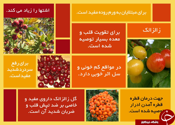 فکت گرافی میوه تابستانی زالزالک