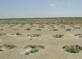 بوته کاری در اراضی حاشیه دریاچه ارومیه