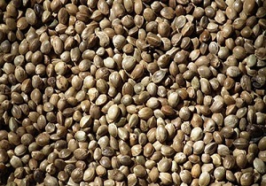 شاهدانه سرشار از پروتئین و اسید آمینه