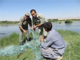 دستگیری صیاد متخلف در شاهین دژ