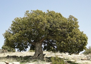 آغاز طرح مبارزه با ارس واش در دامغان