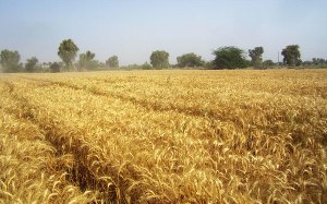 برداشت گندم، کار جهادی دانش آموزان املشی