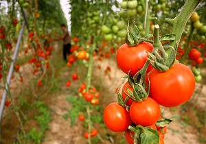 توسعه کشت گلخانه ای