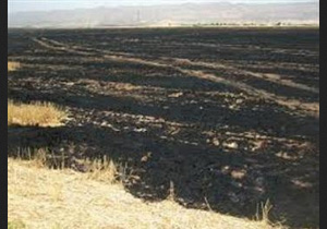 آتش سوزی در مزارع گندم بوکان