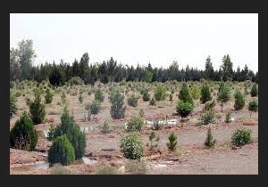 کاشت بوته در اراضی حاشیه دریاچه ارومیه در میاندوآب