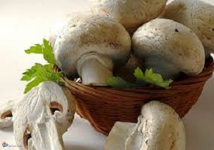 انواع قارچ فله و بسته بندی +جدول