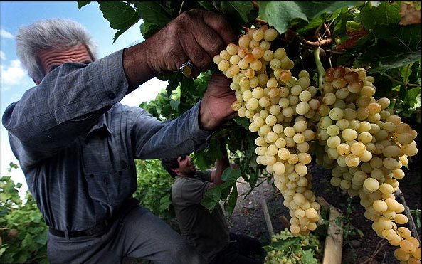 آغاز برداشت انگور از تاکستان های شهرستان خلیل آباد