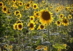 کشت 3 هزار هکتار آفتابگردان روغنی از مزارع کالپوش