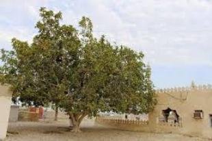 درخت انجیر معابد یکی از جاذبه های گردشگری چابهار