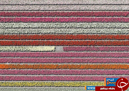 عکس/ دشت های فوق العاده زیبا و منظم لاله در هلند عکس/ دشت های فوق العاده زیبا و منظم لاله در هلند