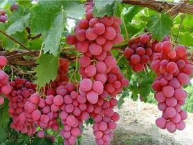 برداشت انگورقرمز فرنگی برای نخستین باردرآذربایجان غربی