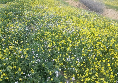 شاه جهان بام خراسان شمالی +تصاویر