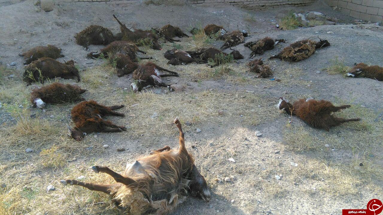 گرگ&zwnj;ها ۸۰گوسفند را در مهرشانی سبزوار دریدند