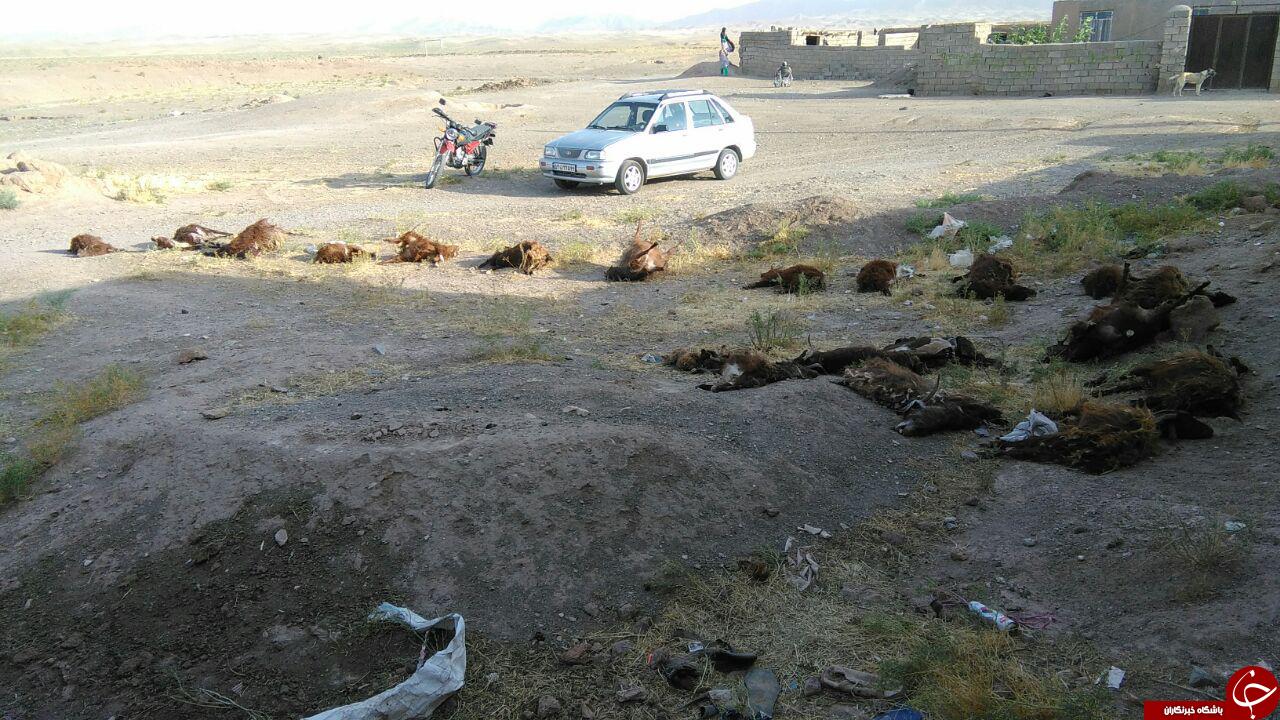 گرگ&zwnj;ها ۸۰گوسفند را در مهرشانی سبزوار دریدند