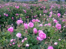 چرخه تولید زنجان بوی گل محمدی گرفت