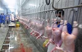 کشتارگاه صنعتی طیور آبدانان در انتظار بودجه