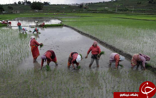 از آخرین تلاش یک بزمجه برای زنده ماندن تا طراحی عجیب در هفته مُد پاریس