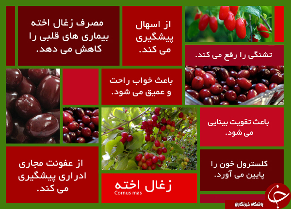 فکت گرافی میوه تابستانه زغال اخته