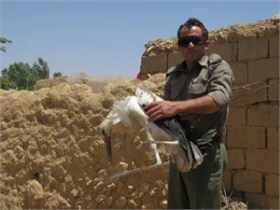 نجات لک لک گرفتار در سیم های برق در شاهین دژ