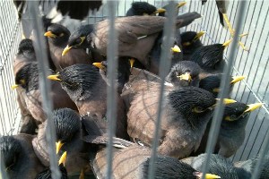 کشف و ضبط بیش از 2 هزار قطعه پرنده زینتی در استان
