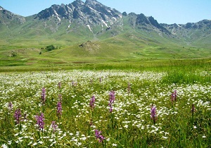 شکار در دشت بیلو مریوان ، ممنوع