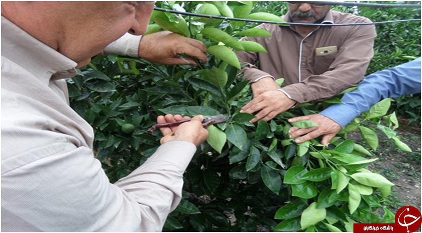 برگزاری کارگاه آموزشی پيوند زنی مرکبات