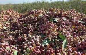 سارق مسلح ميلياردی پسته دردام پلیس