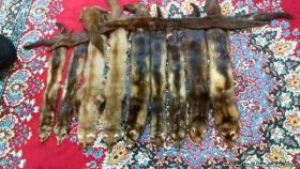 دستگیری فروشنده اینترنتی 10تخته سمور تاکسی درمی شده