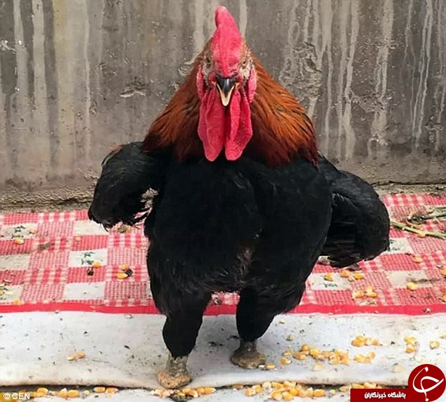 خروسی که بدون دو پا قهرمان چینی&zwnj;ها شد+تصاویر