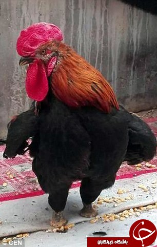 خروسی که بدون دو پا قهرمان چینی&zwnj;ها شد+تصاویر