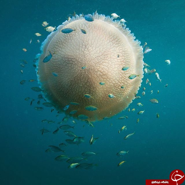 تصاویر شگفت انگیز از اینستاگرام نشنال جئوگرافی