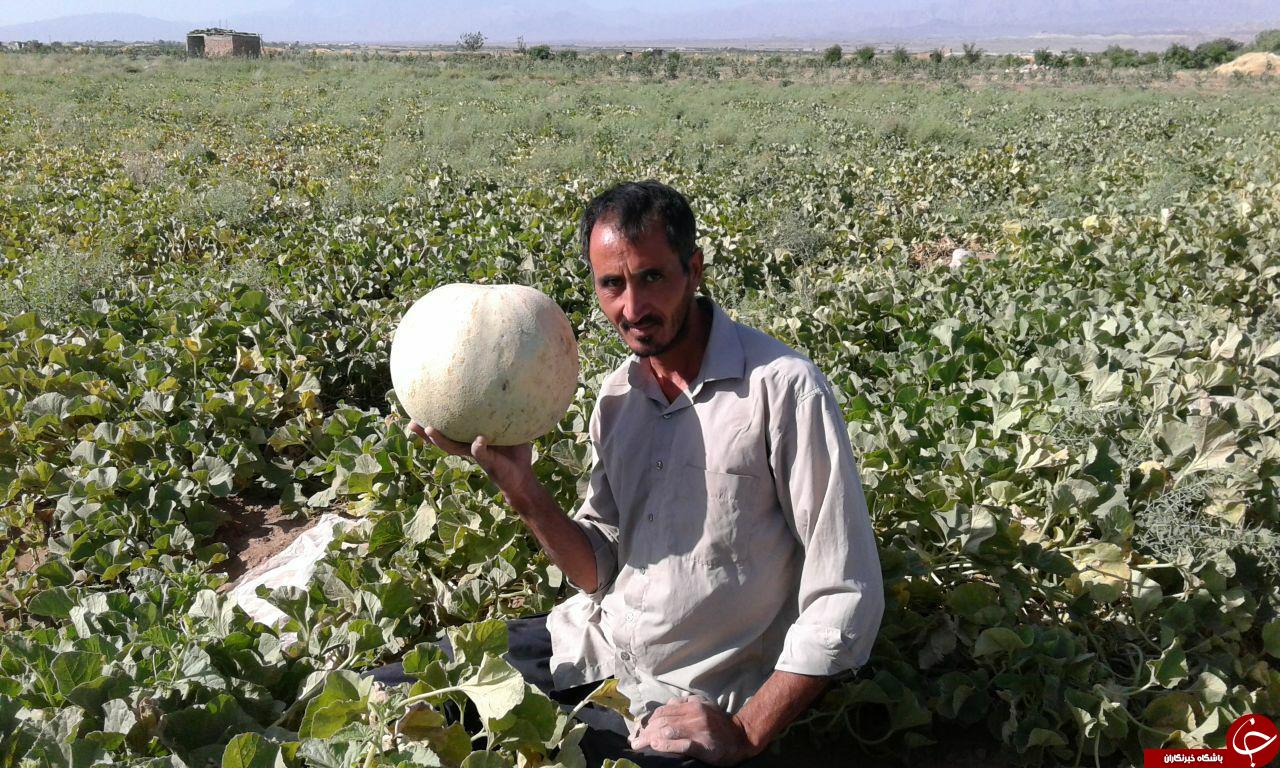 برداشت طالبی 11 کیلویی در روستای محمدآباد + تصاویر