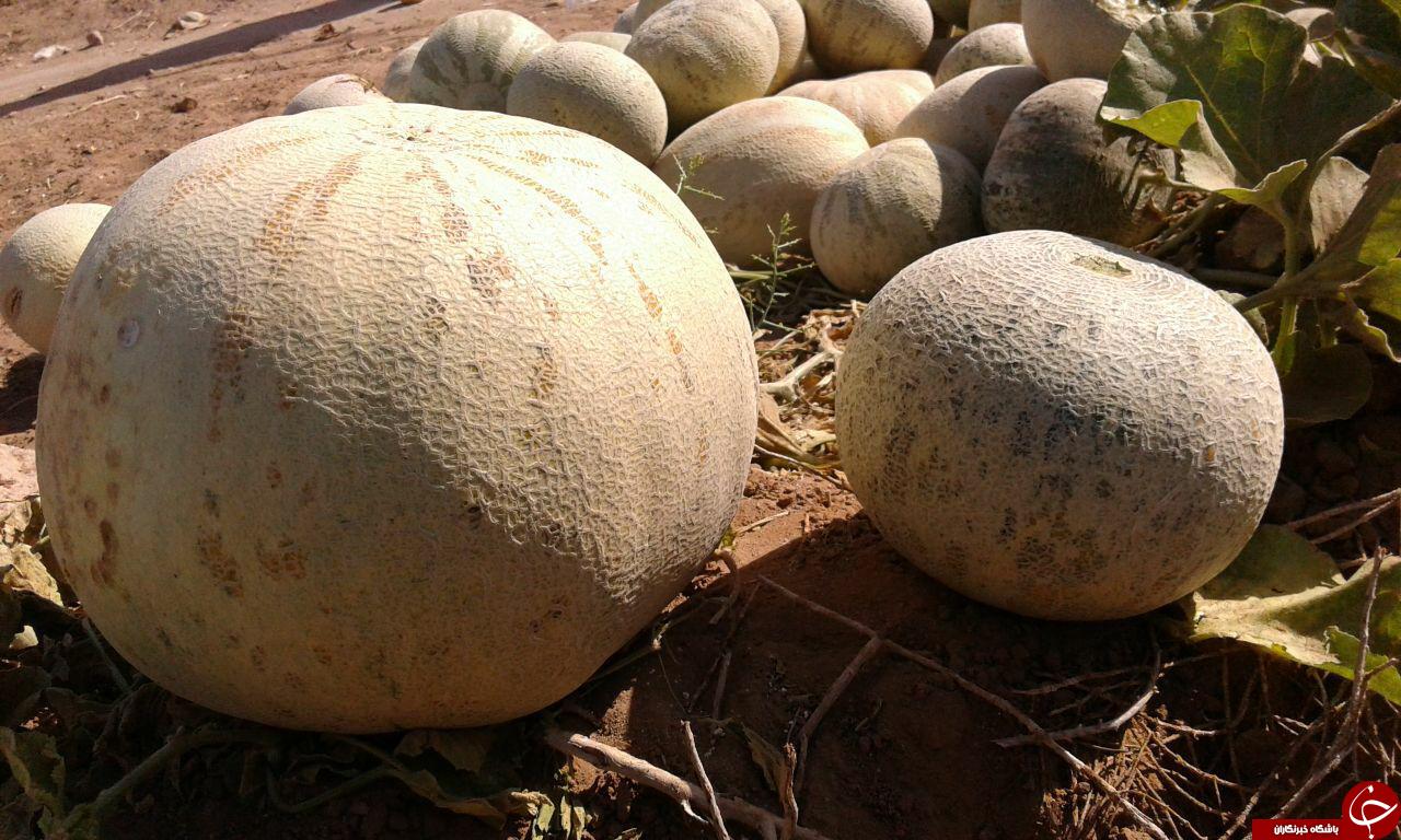 برداشت طالبی 11 کیلویی در روستای محمدآباد + تصاویر