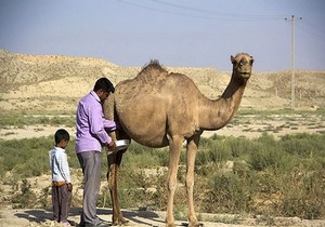 تولید بیش از 17 هزار تن شیر شتر در خراسان جنوبی