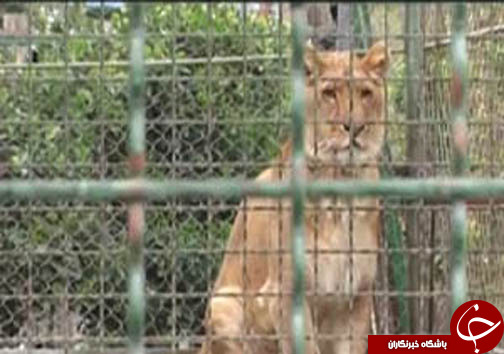 گزارش تصویری از بیماری هزار چهره تا حال و روز باغ وحش مشهد