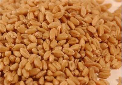 تولید جو گواهی شده