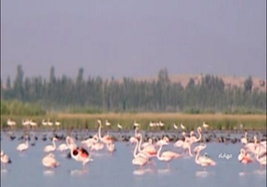 مهاجرت دسته جمعی پرندگان به بهشت پرندگان + فیلم