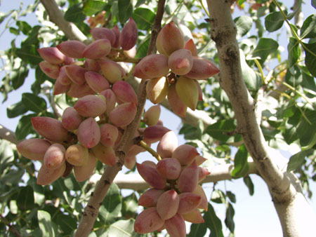 پستـه&zwnj;زار بـادغیس غارت شـد