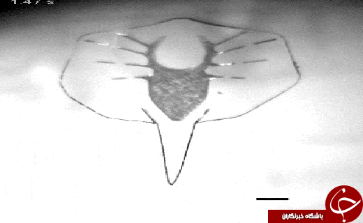 ساخت ربات زنده از قلب موش+عکس