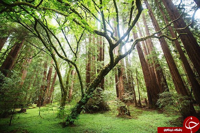 ثبت لحظه های ناب در اینستاگرام نشنال جئوگرافی + تصاویر