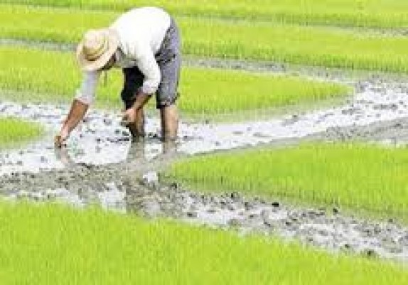 هیچ گونه برنامه حمایتی برای کشت برنج در ایلام نداریم