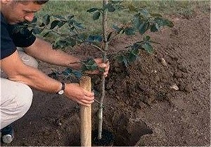 راهنما خرید نهال