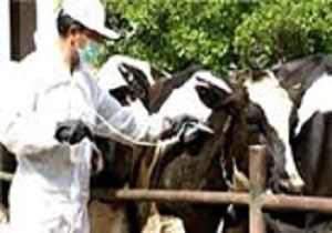 واکسیناسیون 730 هزار رأس دام سبک و سنگین در کرمانشاه علیه بیماری سیاه زخم