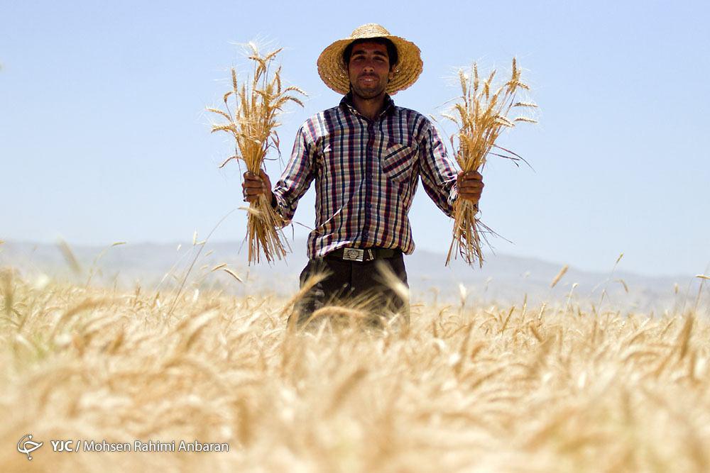 آغاز برداشت خوشه های طلایی گندم از اراضی شرکت کشاورزی رضوی+ تصویر