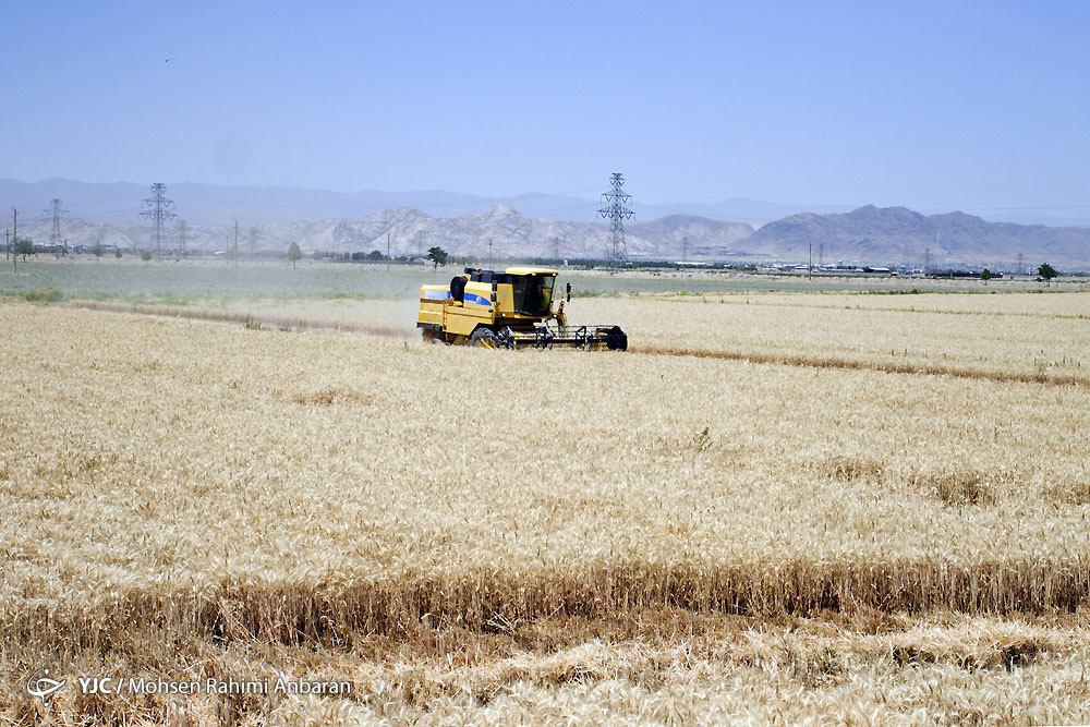 آغاز برداشت خوشه های طلایی گندم از اراضی شرکت کشاورزی رضوی+ تصویر