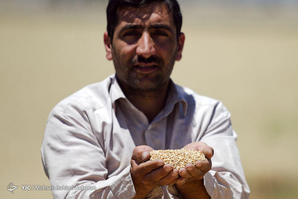 آغاز برداشت خوشه های طلایی گندم از اراضی شرکت کشاورزی رضوی+ تصویر