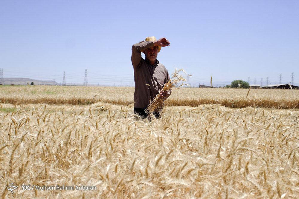 آغاز برداشت خوشه های طلایی گندم از اراضی شرکت کشاورزی رضوی+ تصویر