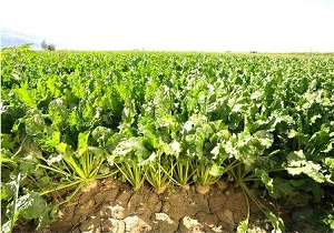 افزایش 20 درصدی كشت چغندرقند در چهارمحال و بختیاری